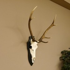 Rothirsch 8 ender Höhe 74 cm Stangen Hirschgeweih Hirsch Trophäenschild 70.959