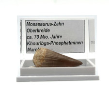 ★ 1 schöner Mosasaurus Zahn