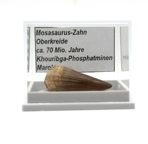 Schöner mosasaurus zahn - ★, 1