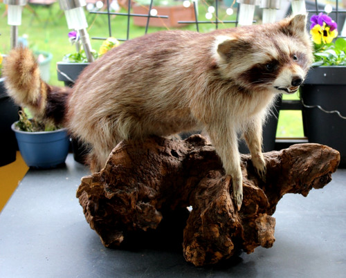 Waschbär tierpräparat auf - tierpräparat,