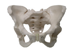 HeineScientific Weibliches knöchernes Becken als lebensgroßes Skelettmodell