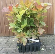 10 Stück XXL Topfpflanzen