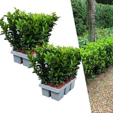 Euonymus Green Spire 12er Set | Winterhart & Buchsbaum Ersatz | Heckenpflanze