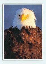 1 AK Amerikanischer Weisskopfseeadler Adler Greifvogel Raubvogel - USA 6 !!! ::