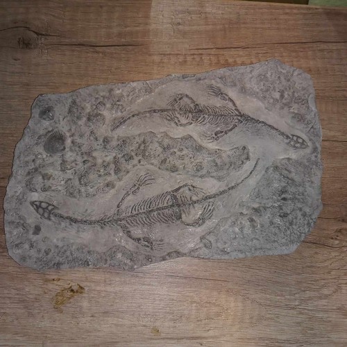 Keichosaurus