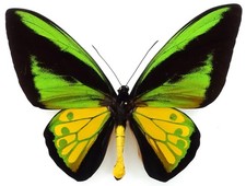 ORNITHOPTERA GOLIATH PROCUS MALE FROM CERAM ISL.