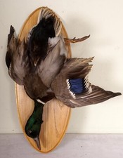 Schöne Stockente Mallard