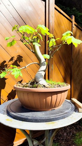 Acer campestre bonsai - acer,
