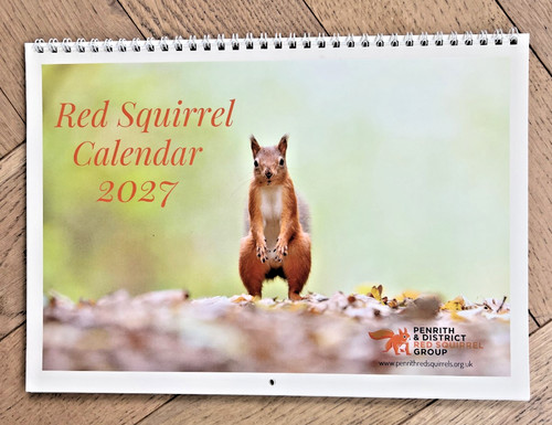 Rotes eichhörnchen kalender - rotes,