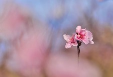 Meyer Pentacon 135mm f/2.8 Vintage Portrait Objektiv 🎨 21 Klingen "Bokeh Monster" 📸