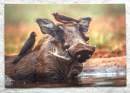 Postkarte warzenschwein - ak,