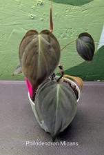 Philodendron Micans