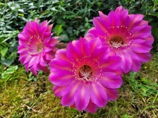 Kindel Princess Anne x Raoul Wallenberg Echinopsis Lobivia Hybride Kaktus Cactus