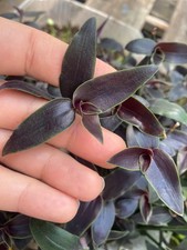 3 x Tradescantia  "JosePuig "