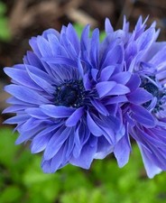 Blaue anemonen coronaria - blaue,