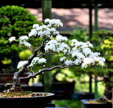 Samen / Bonsai ~ Felsenkirsche / St. Lucia Cherry – Prunus mahaleb