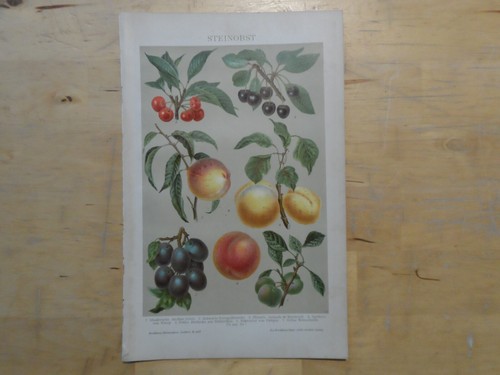 Orig chromolithographie - orig.(1892),