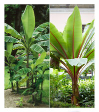 Winterharte-Bananen-Kollektion, 2 Pflanzen Faserbanane Bananenbaum Musa basjoo