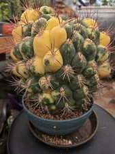 Gigant gymnocalycium saglionis - gigant,