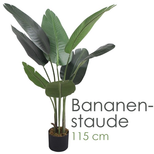Bananenbaum bananenstaude - bananenbaum,