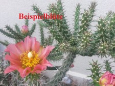 Cylindropuntia aff. spinosior Phillip Graf Sedona winterharte Kakteen Kaktus