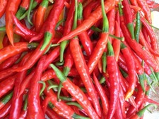 35 Samen Chili Rot sehr Scharf Schärfegrad (7-8) Pepperoni Paprika Saatgut Saat