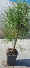 Bonsai,  Kiefer, Pinus sp. In