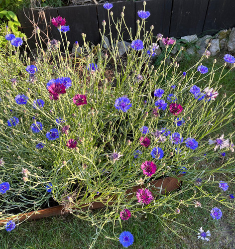Blumensamen blaue kornblume - blaue,
