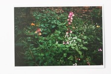 Wolfgang tillmans garten - wolfgang,