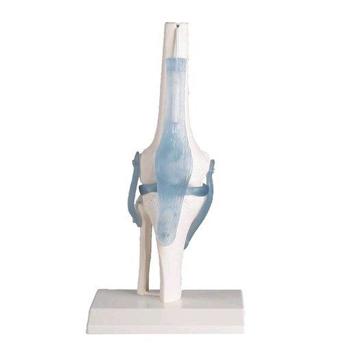 Anatomie modell kniegelenk mit - modell,