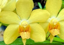Ascocenda vanda hybride - ascocenda,