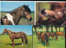 Pferd Pferde 18 Ansichtskarten Color  alle abgebildet ansehen