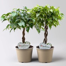 Birkenfeige 'Tarana' &