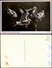 Ansichtskarte Wangerooge Möwen-Idyll 1956