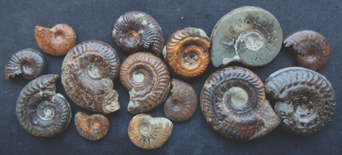 Fossilien ammonit jura - ammonit, lias