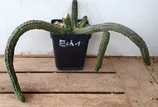Echidnosis damaniana (Ech1)