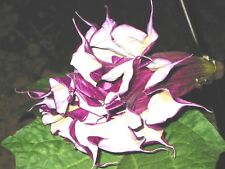 ? Datura blackcurrentswirl 15 Samen * Engelstrompete * fach gefüllt für Balkon