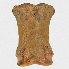 Fossil Wildpferd Fesselbein