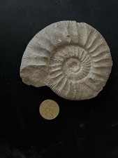 Ammonit – Naturbelassen