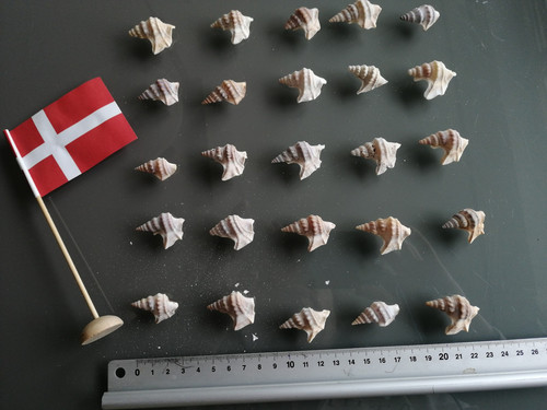 Pelikanfüße aus - 30,