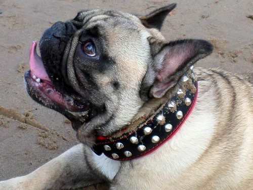 Echtleder halsband mit - halsband,