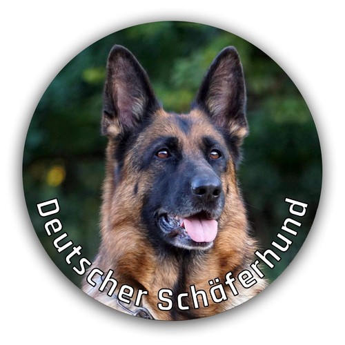 Deutscher schäferhund - deutscher,