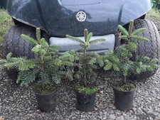 Abies nordmanniana Tlugi im 4 L Topf  Nordmanntanne Weihnachtsbaum Tanne Fichte