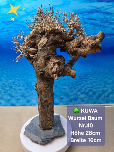 Aquarium kuwa wurzel - 🌳aquarium,
