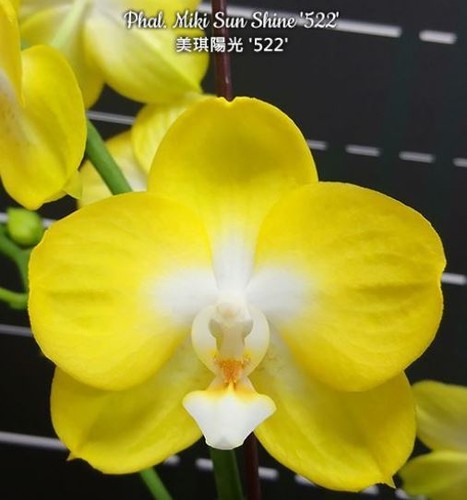 Phalaenopsis miki sun shine - phalaenopsis,