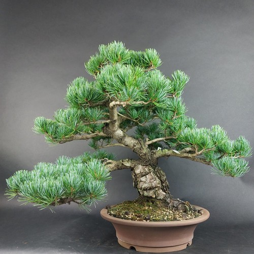 Bonsai mädchenkiefer pinus - bonsai, mädchenkiefer,