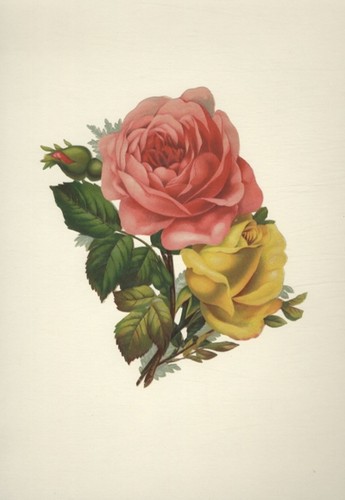Oblate rote und gelbe - , rose
