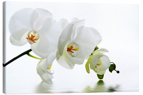 Leinwandbild orchidee mit - orchidee,