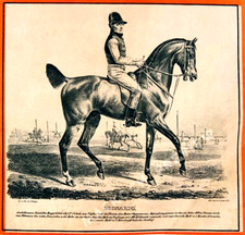 Pferd Leonardo 1927 Druck -