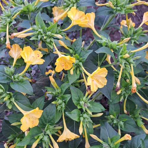 Min samen wunderblume - min, 30